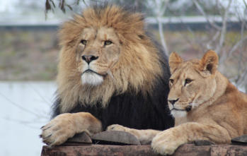 A male lion and a female lion laying on a rock at the Pueblo Zoo near Happy Acres RV Park